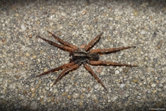 Trochosa sepulchralis