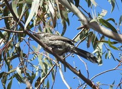 Anthochaera chrysoptera
