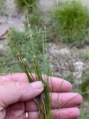 Eleocharis geniculata
