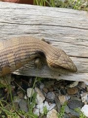Tiliqua scincoides