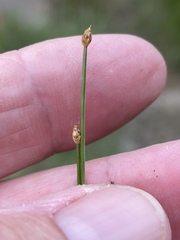 Eleocharis geniculata