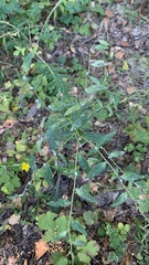 Lithospermum officinale