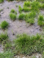 Eleocharis geniculata