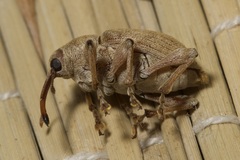 Curculio propinquus