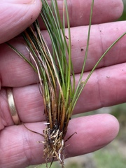 Eleocharis geniculata