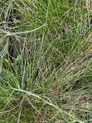Eleocharis geniculata