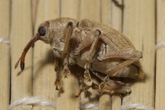 Curculio propinquus