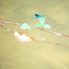 Calopteryx xanthostoma