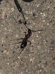 Camponotus vicinus