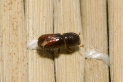 Pityogenes chalcographus