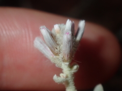 Ptilotus obovatus