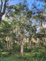 Melaleuca styphelioides