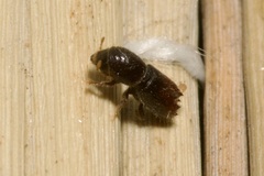 Pityogenes chalcographus