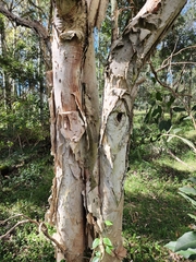 Melaleuca styphelioides