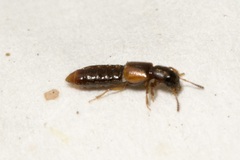 Bledius