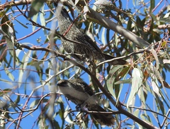 Anthochaera chrysoptera