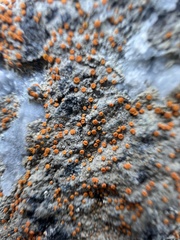 Polycauliona luteominia