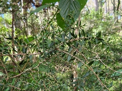 Melaleuca styphelioides