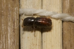 Pityogenes chalcographus