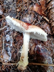 Lepiota magnispora