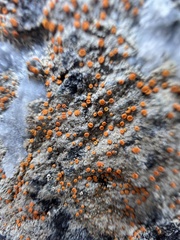 Polycauliona luteominia