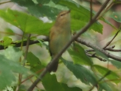 Phylloscopus