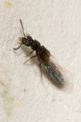Anotylus nitidulus