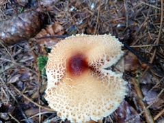Lepiota magnispora