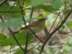 Phylloscopus