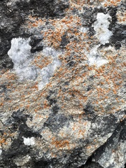 Polycauliona luteominia
