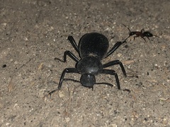 Coelocnemis dilaticollis