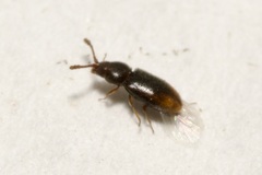 Atomaria