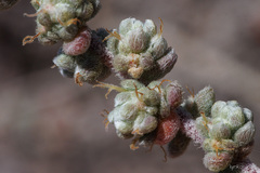 Bassia tomentosa