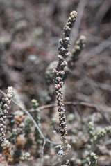 Bassia tomentosa