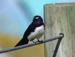 Rhipidura leucophrys