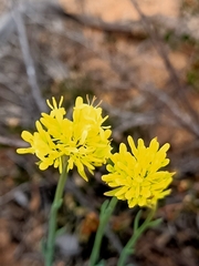 Glischrocaryon behrii