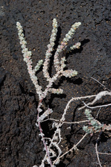 Bassia tomentosa