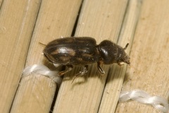 Heterocerus fusculus