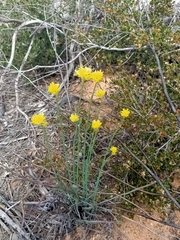 Glischrocaryon behrii