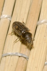 Heterocerus fusculus