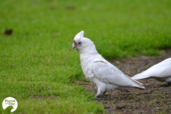 Cacatua sanguinea