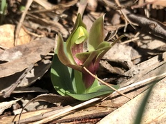 Chiloglottis valida
