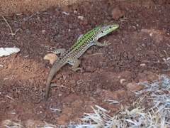 Podarcis siculus