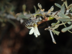 Trichocolletes