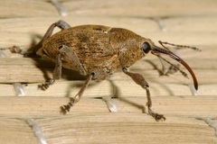 Curculio glandium