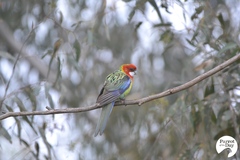 Platycercus eximius