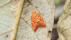 Lophopepla igniferella