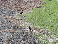 Turdus merula merula