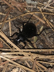 Carabus
