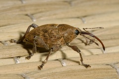 Curculio glandium